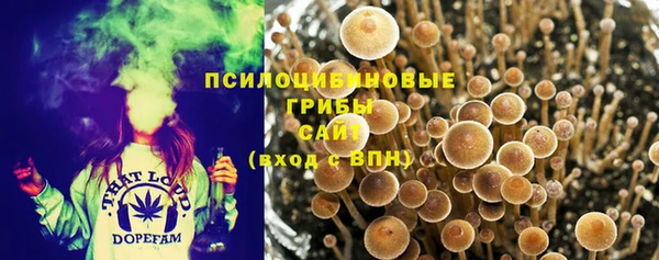сатива Новодвинск